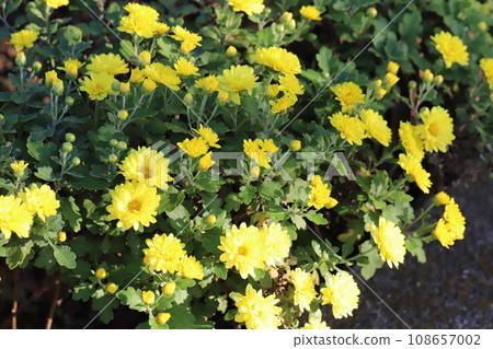 Yellow spray giku flowers blooming in the autumn garden Yellow spray giku flowers blooming in the autumn garden 108657002