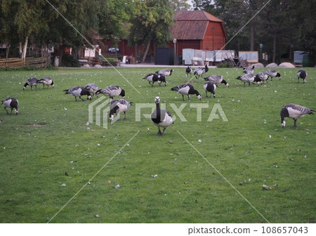 Geese and their flock staring at us Geese and their flock staring at us 108657043