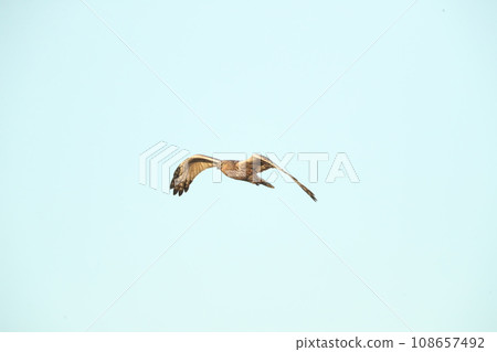 A crow 108657492