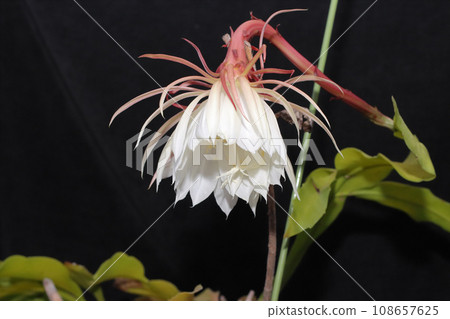 Moonlight Beauty Peacock Cactus 108657625
