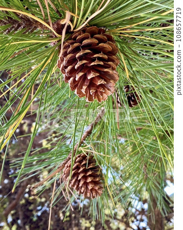 松果季節 108657719