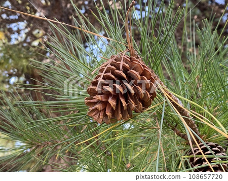 松果季節 108657720