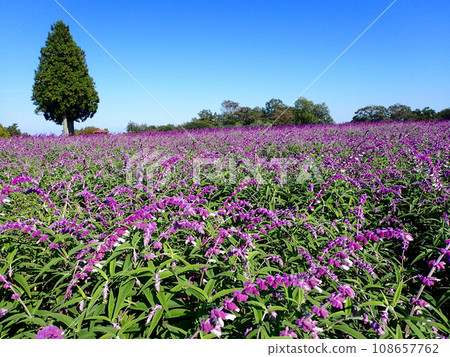 Aoyama Resort Herb Garden welcomes sage season Aoyama Resort Herb Garden welcomes sage season 108657762