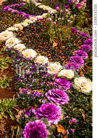 Small flowers that withstand the cold of winter and bloom with the breath of early spring. Small flowers that withstand the cold of winter and bloom with the breath of early spring. 108658108