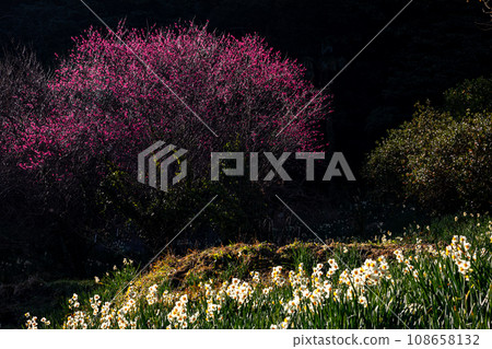 Small flowers that withstand the cold of winter and bloom with the breath of early spring. 108658132