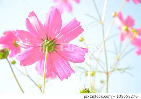 沐浴在陽光下的粉紅色宇宙 沐浴在陽光下的粉紅色宇宙 108658270