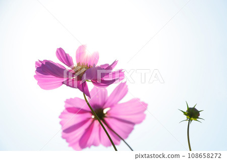 pink cosmos basking in the sunlight pink cosmos basking in the sunlight 108658272