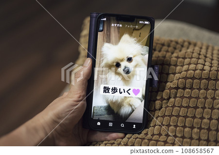 寵物短片 寵物短片 108658567