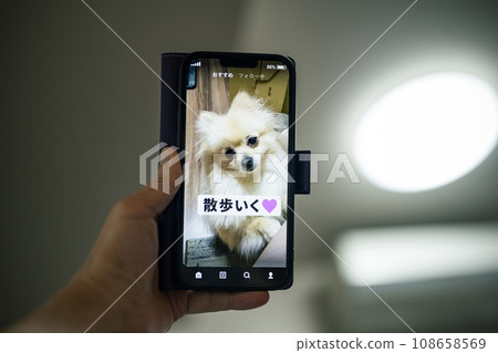 寵物短片 108658569