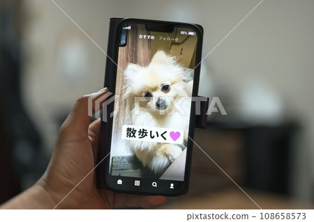 Pet short video 108658573