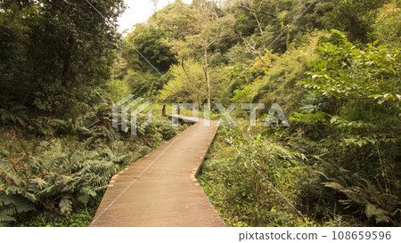 Late autumn in Koajiro Forest, Miura City, Kanagawa Prefecture, Shonan Miura Peninsula 108659596
