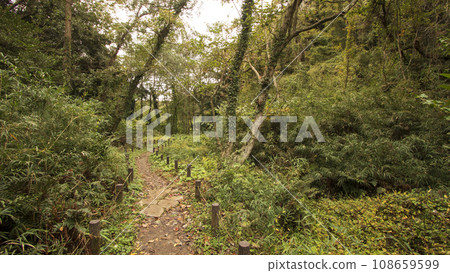 Late autumn in Koajiro Forest, Miura City, Kanagawa Prefecture, Shonan Miura Peninsula Late autumn in Koajiro Forest, Miura City, Kanagawa Prefecture, Shonan Miura Peninsula 108659599