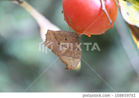 秋季鱷魚蝴蝶（黑木蝴蝶） 108659781