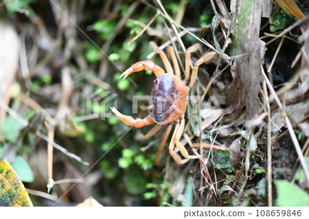 Autumn freshwater crabs waiting under a persimmon tree 108659846