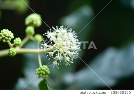 Yatsude (Hachite) flower Yatsude (Hachite) flower 108660190