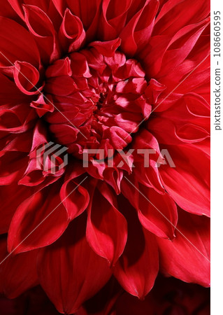 Dalia in full bloom 108660595