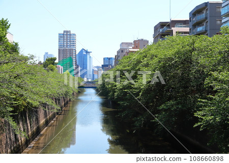 Fresh green Meguro River, Tokyo 108660898