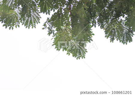 tree and sky background or Rain tree or Samanea saman, LEGUMINOSAE MIMOSOIDEAE tree and sky background or Rain tree or Samanea saman, LEGUMINOSAE MIMOSOIDEAE 108661201