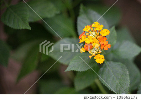 植物園溫室裡盛開的美麗橙色和黃色小花 108662172