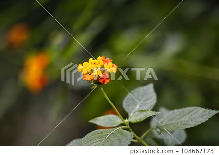 植物園溫室裡盛開的美麗橙色和黃色小花 108662173