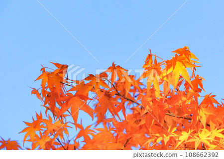 Clear blue sky and autumn leaves Clear blue sky and autumn leaves 108662392