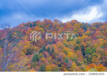 [Autumn material] Autumn leaves of Okususobana Valley [Nagano Prefecture] 108662443