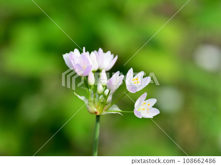 Pretty white flowers blooming in the spring field Pretty white flowers blooming in the spring field 108662486