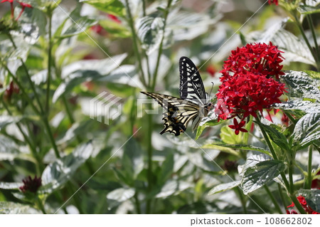 花田的風景,一隻燕尾蝴蝶從桑坦卡花中吸著花蜜,綠葉紅花瓣。 花田的風景,一隻燕尾蝴蝶從桑坦卡花中吸著花蜜,綠葉紅花瓣。 108662802