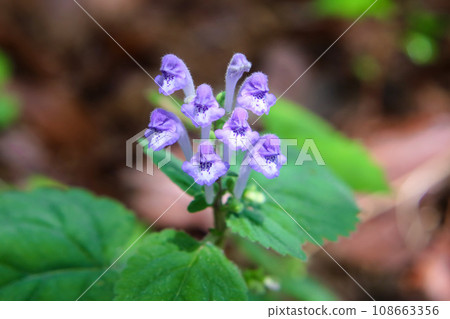 Okatatsunamisou 108663356