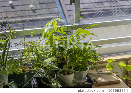 Ornamental plants growing near the window 108663554