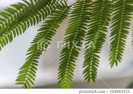 美麗的綠葉 108663555