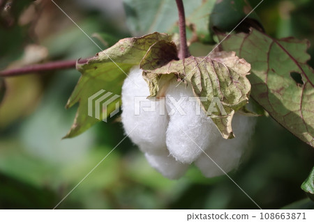 Scenery of tree branches photographed with focus on white bursting cotton seeds 108663871