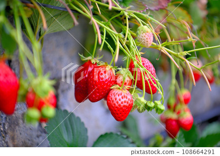 Shizuoka Prefecture/Kunozan/Ishigaki Strawberry, sweet and fun fruit picking, image of strawberry picking/Suruga Ward, Shizuoka City (1) Shizuoka Prefecture/Kunozan/Ishigaki Strawberry, sweet and fun fruit picking, image of strawberry picking/Suruga Ward, Shizuoka City (1) 108664291