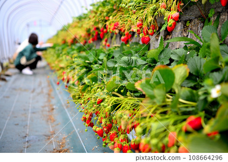 Shizuoka Prefecture/Kunozan/Ishigaki Strawberry, sweet and fun image of tourists enjoying strawberry picking/Suruga Ward, Shizuoka City (2) 108664296