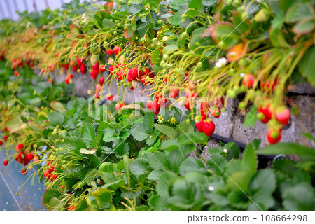 靜岡縣/久能山/石垣 草莓,甜美又有趣的水果採摘,草莓採摘的形象/靜岡市駿河區 (5) 靜岡縣/久能山/石垣 草莓,甜美又有趣的水果採摘,草莓採摘的形象/靜岡市駿河區 (5) 108664298