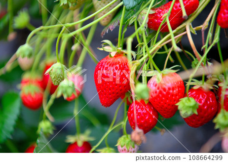 靜岡縣/久能山/石垣 草莓，甜美又有趣的水果採摘，草莓採摘的形象/靜岡市駿河區 (6) 108664299