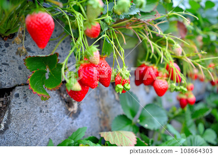 Shizuoka Prefecture/Kunozan/Ishigaki Strawberry, sweet and fun fruit picking, image of strawberry picking/Suruga Ward, Shizuoka City (10) 108664303