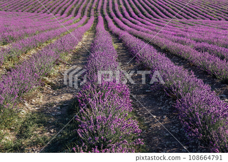 field with lavender flowers nature as a background field with lavender flowers nature as a background 108664791