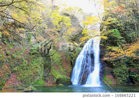 秋田縣藤裡町秋葉盛開的奧倫大瀧瀑布 秋田縣藤裡町秋葉盛開的奧倫大瀧瀑布 108665221