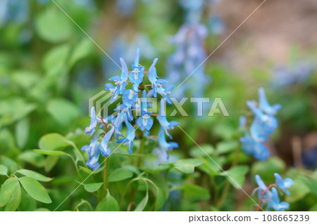 Corydalis fumaris 原產於北海道 Corydalis fumaris 原產於北海道 108665239