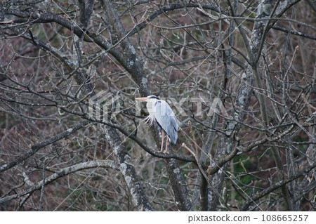 蒼鷺站在樹上 108665257