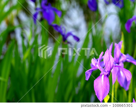 purple iris flower 108665301
