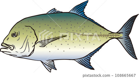 霞竹莢魚 霞竹莢魚 108665667