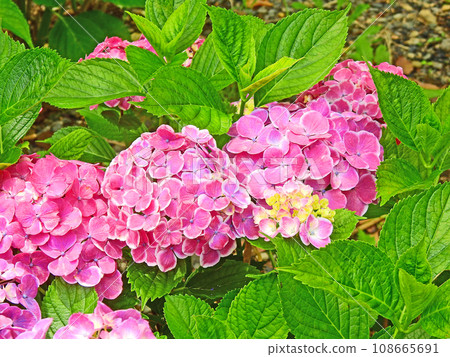 夏天盛開著美麗的粉紅色花朵的繡球花 108665691