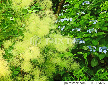 Smoke tree that is fluffy and looks like smoke Smoke tree that is fluffy and looks like smoke 108665697
