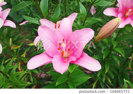 夏季盛開的華麗大粉紅色百合花 108665751