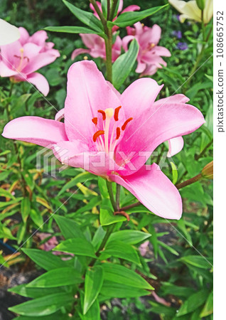 Gorgeous large pink lily flowers that bloom in summer 108665752
