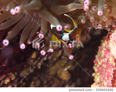 Symbiosis of anemone fish and anemones Symbiosis of anemone fish and anemones 108665886