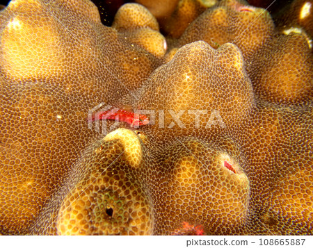 small fish hiding in coral small fish hiding in coral 108665887