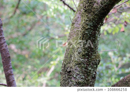 nature silhouette 108666258